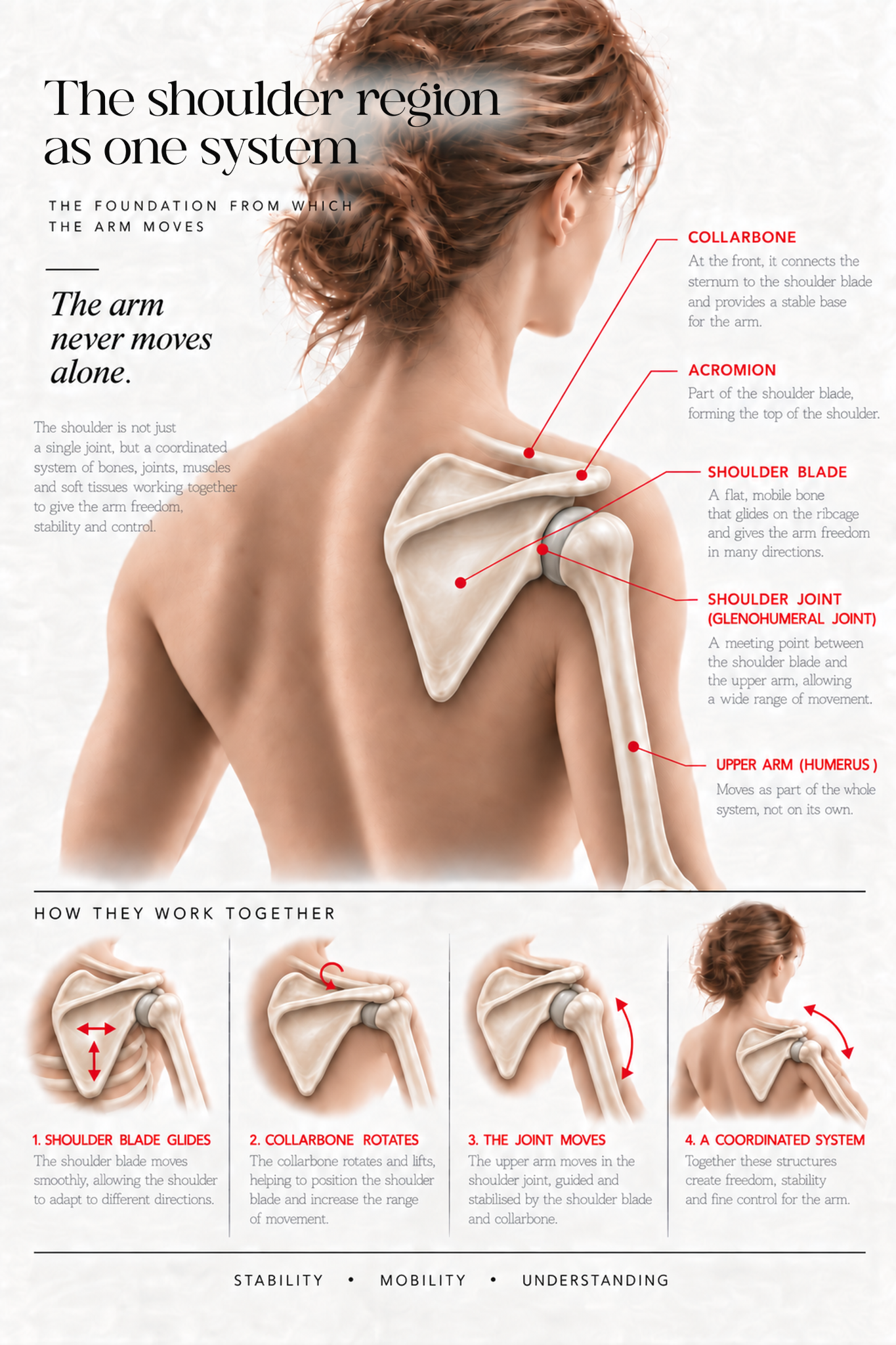 Anatomical illustration of the shoulder region in violin playing